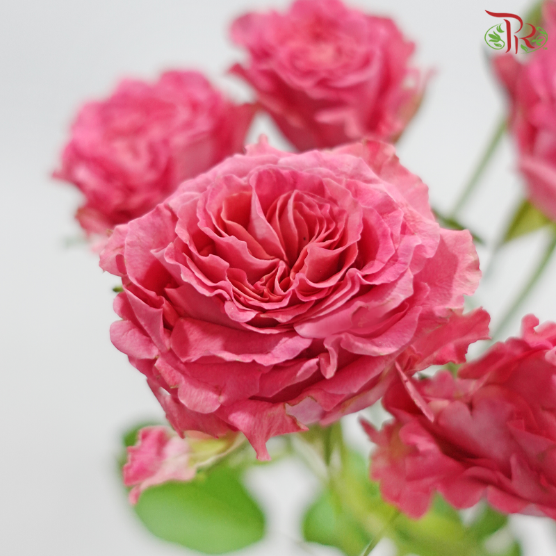 Rose Spray 《多头玫瑰》