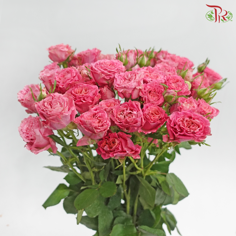 Rose Spray 《多头玫瑰》