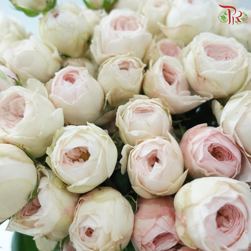 Rose Spray Kupi