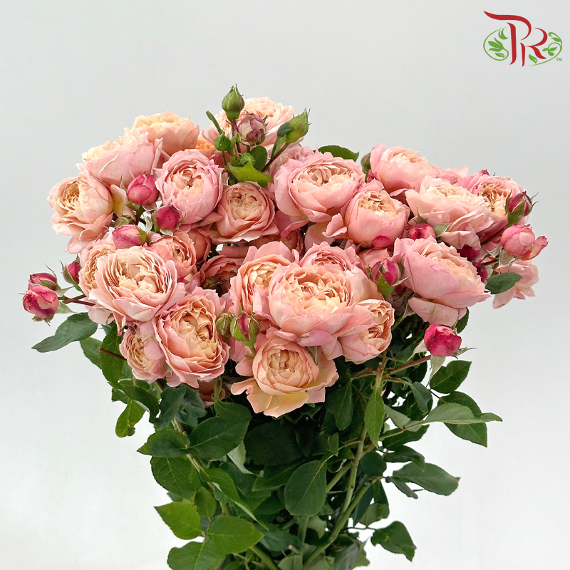 Rose Spray Butterfly 《蝴蝶多头玫瑰》