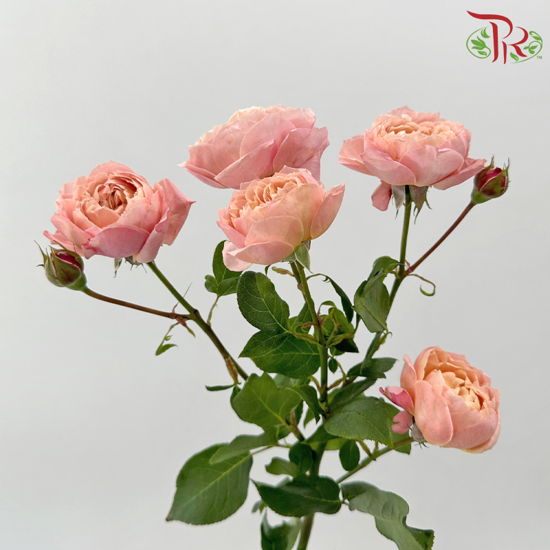 Rose Spray Butterfly 《蝴蝶多头玫瑰》