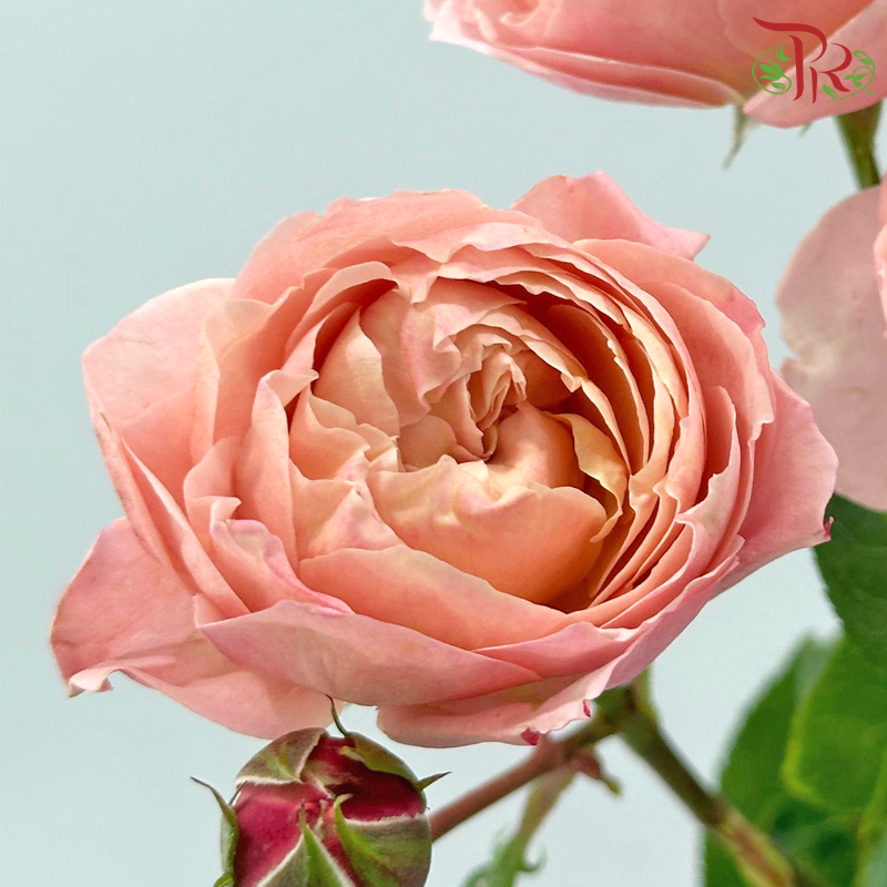 Rose Spray Butterfly 《蝴蝶多头玫瑰》