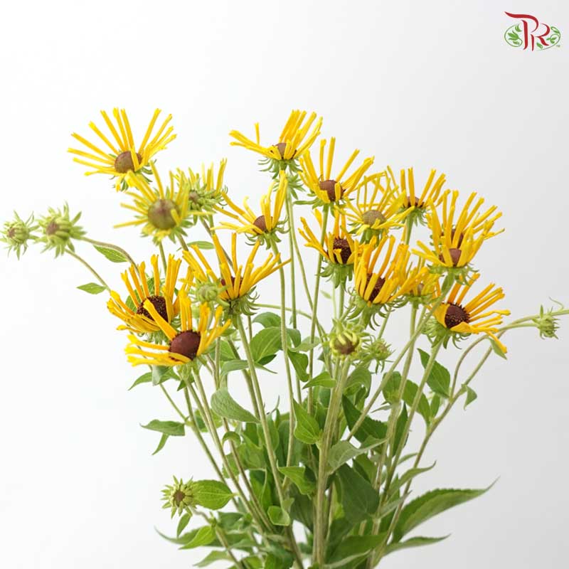 Rudbeckia Hirta Henry