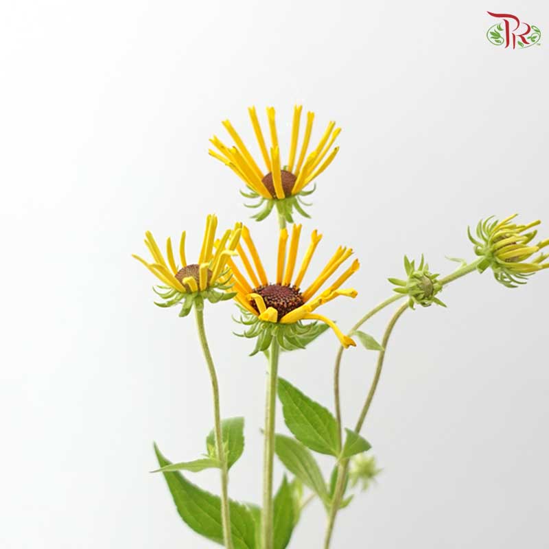 Rudbeckia Hirta Henry