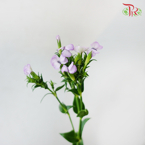 Phlox - Light Purple (Per Bunch) - Pudu Ria Florist