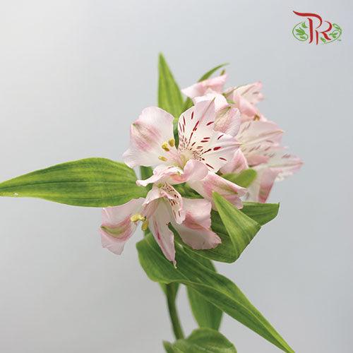 Alstroemeria - Light Pink (10 Stems) - Pudu Ria Florist