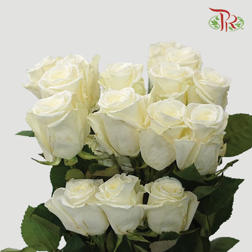 Ceres Rose - Escimo (25 Stems) - Pudu Ria Florist