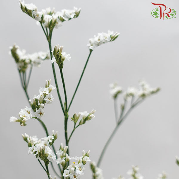 Limonium - White (5 Stems) - Pudu Ria Florist