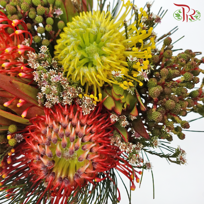 Safari Premium Leucospermum Bouquet - Orange With Yellow (Per Bunch) - Pudu Ria Florist