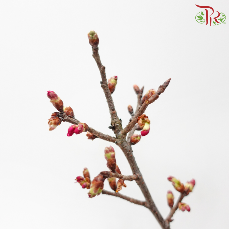 Sakura Blossom《桃花》