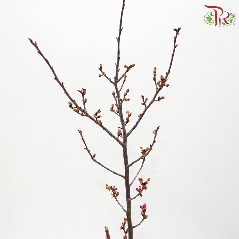 Sakura Blossom《桃花》