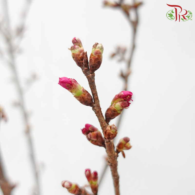 Sakura Blossom《桃花》