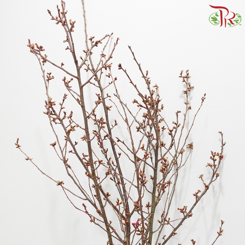 Sakura Blossom《桃花》