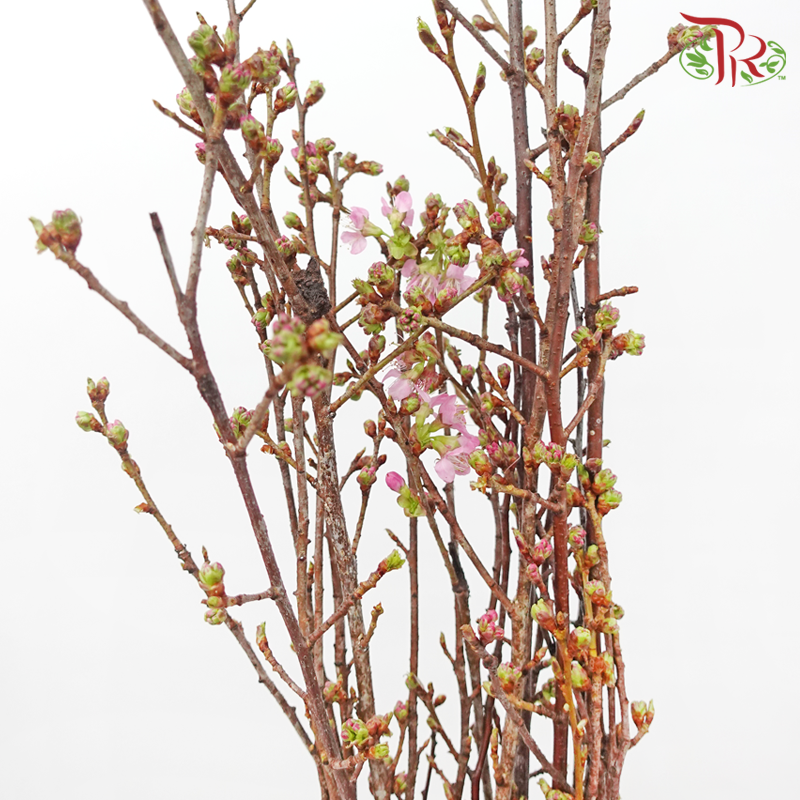 Sakura Blossom《桃花》