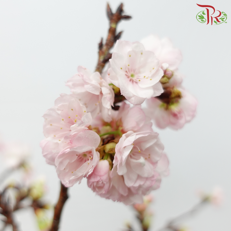 Sakura Blossom《桃花》