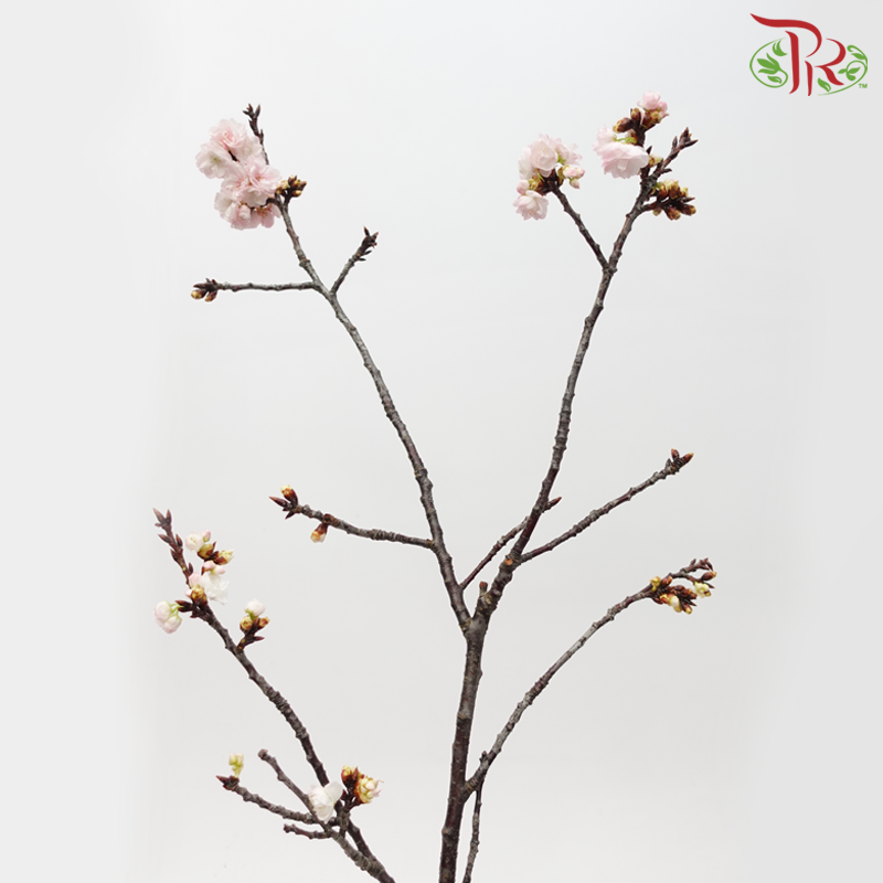 Sakura Blossom《桃花》