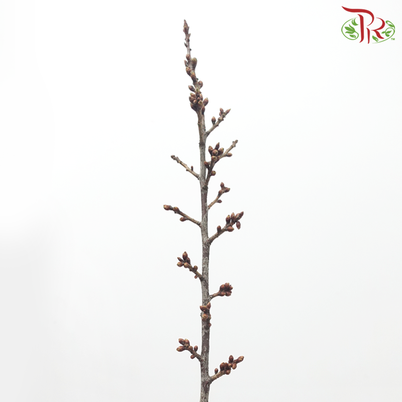 Sakura Blossom (Per Bunch) - Pudu Ria Florist