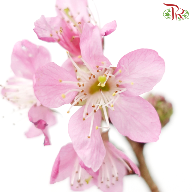 Sakura Blossom《桃花》