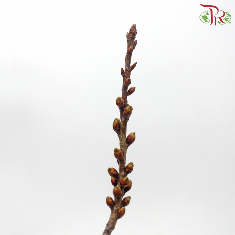Sakura Blossom (Per Bunch) - Pudu Ria Florist