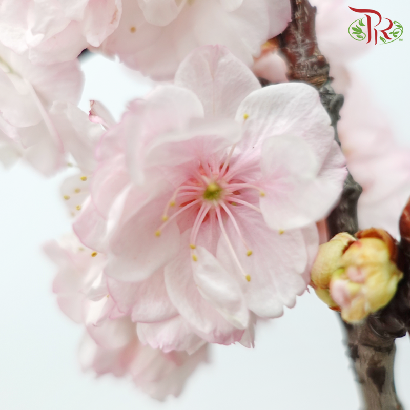 Sakura Blossom《桃花》