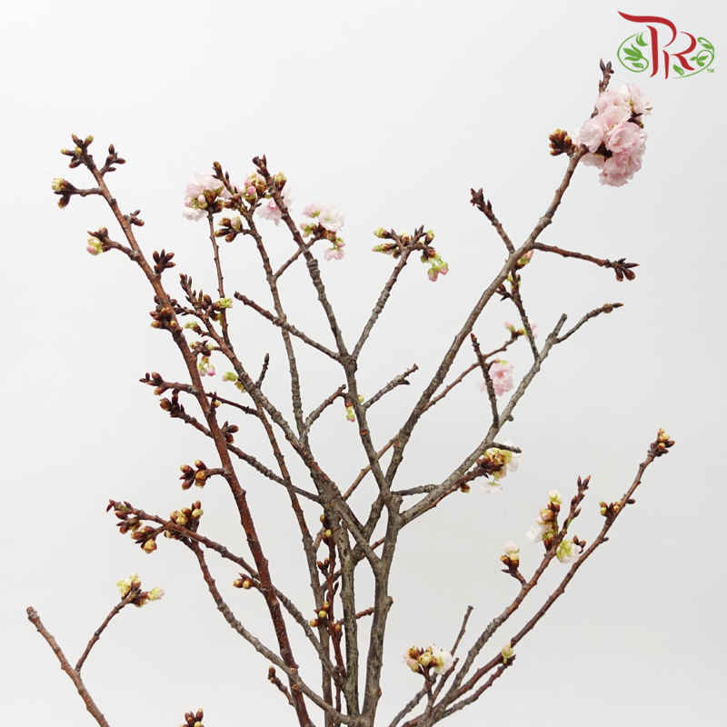 Sakura Blossom《桃花》