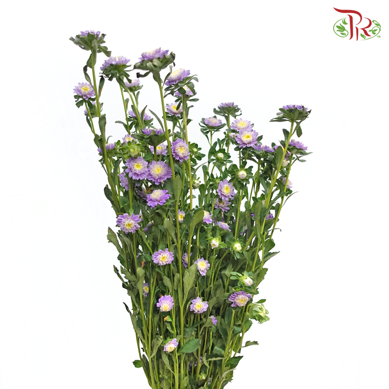 Sakura Daisy - Purple (Per Bunch) - Pudu Ria Florist