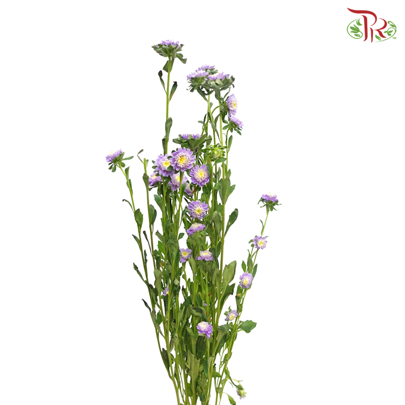 Sakura Daisy - Purple (Per Bunch) - Pudu Ria Florist
