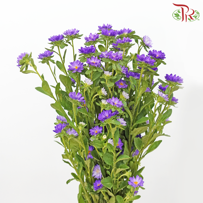 Sakura Daisy - Purple (Per Bunch) - Pudu Ria Florist