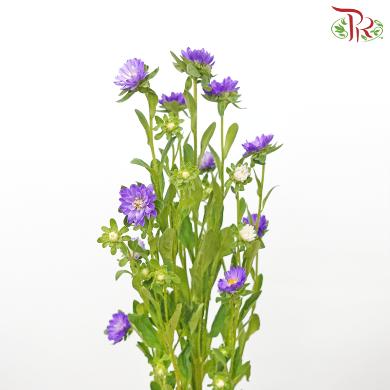 Sakura Daisy - Purple (Per Bunch) - Pudu Ria Florist