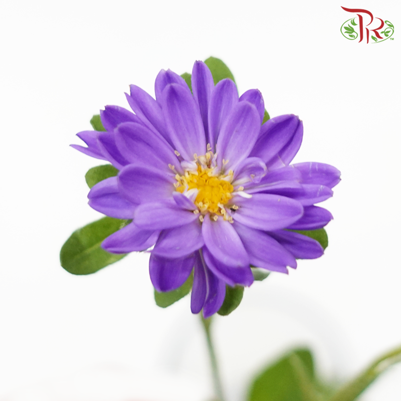 Sakura Daisy - Purple (Per Bunch) - Pudu Ria Florist