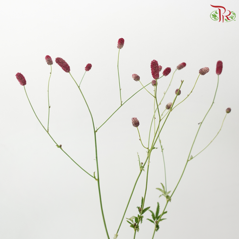 Sanguisorba