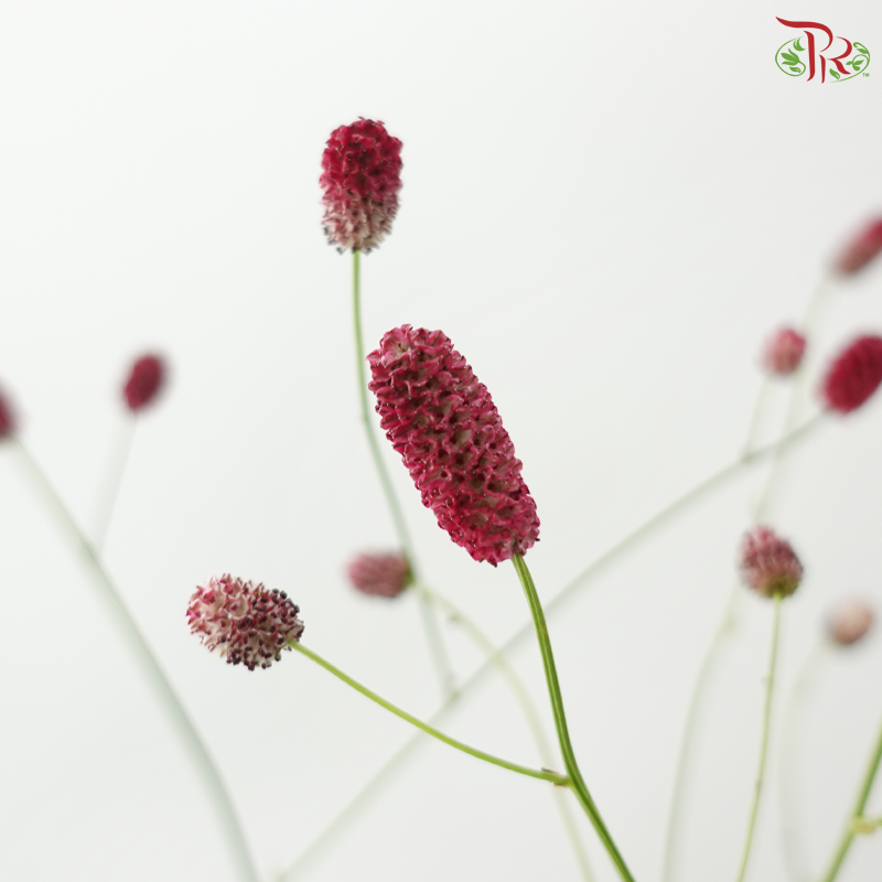 Sanguisorba