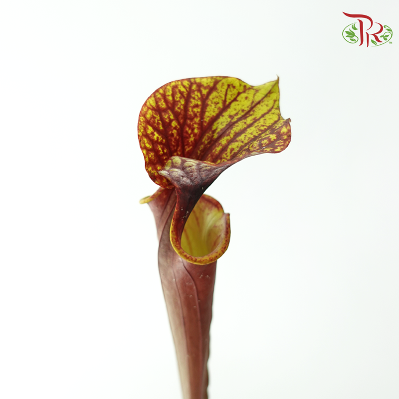 Sarracenia