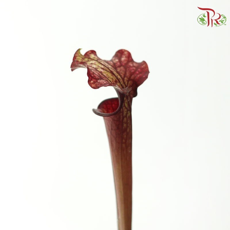 Sarracenia