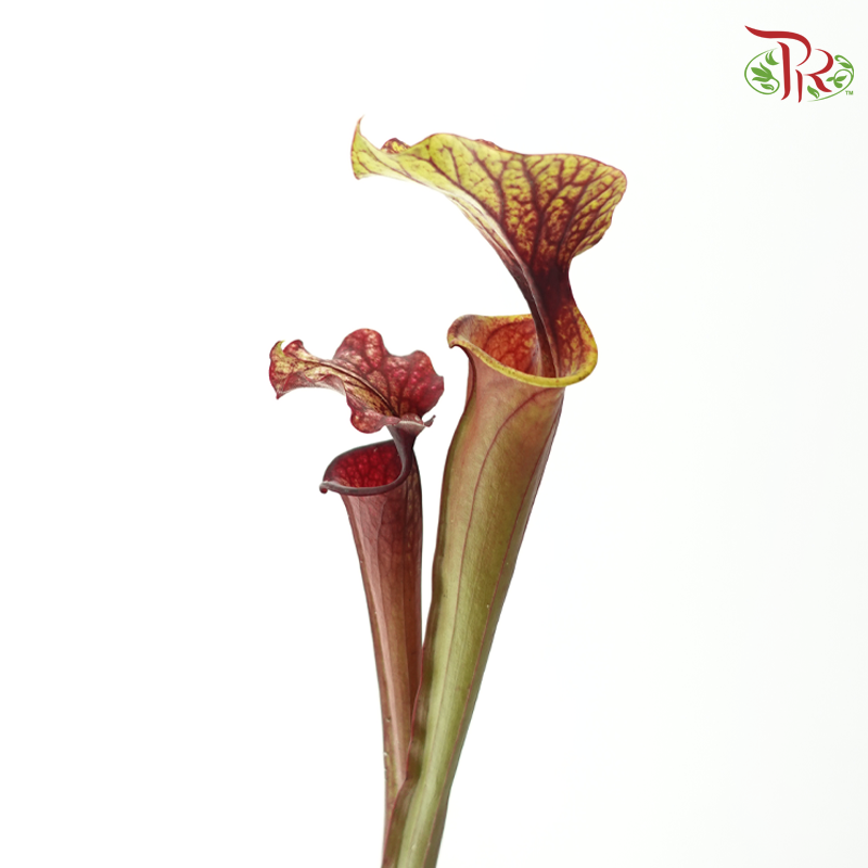 Sarracenia