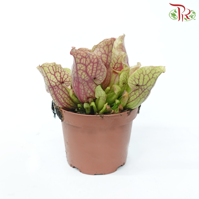 Sarracenia 105P《瓶子草属》(Random Pick)