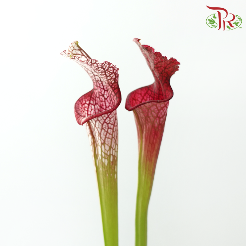 Sarracenia