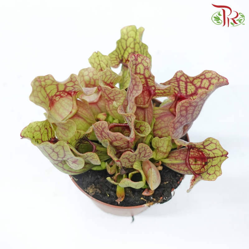 Sarracenia 105P《瓶子草属》(Random Pick)