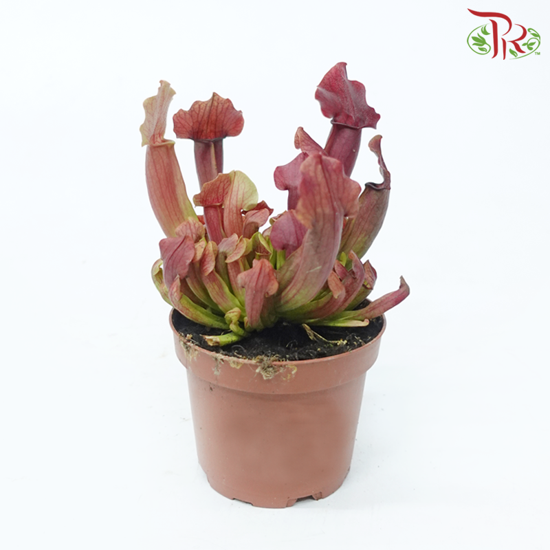 Sarracenia 105P《瓶子草属》(Random Pick)