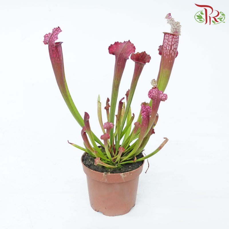 Sarracenia 105P《瓶子草属》(Random Pick)
