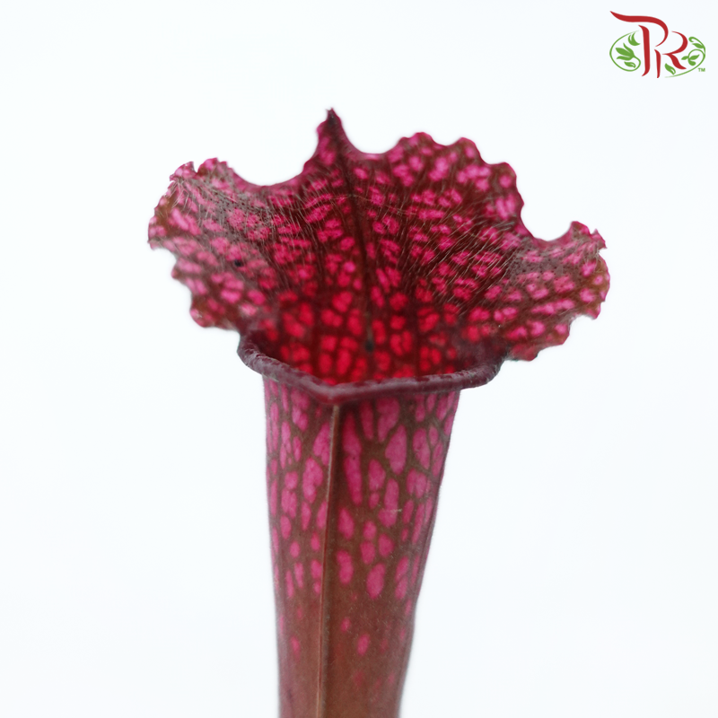 Sarracenia 105P《瓶子草属》(Random Pick)