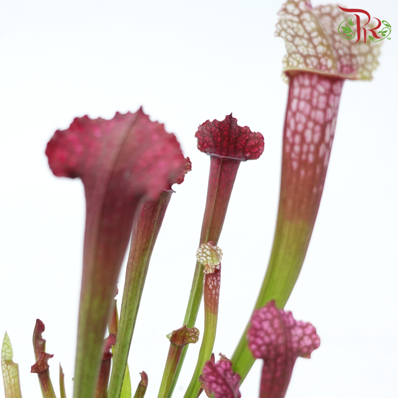 Sarracenia 105P《瓶子草属》(Random Pick)