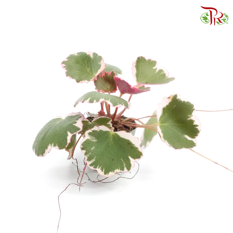 Saxifraga Stolon Tricolour 《虎耳草》 - Pudu Ria Florist