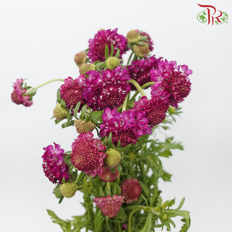 Scabiosa 《松虫草》
