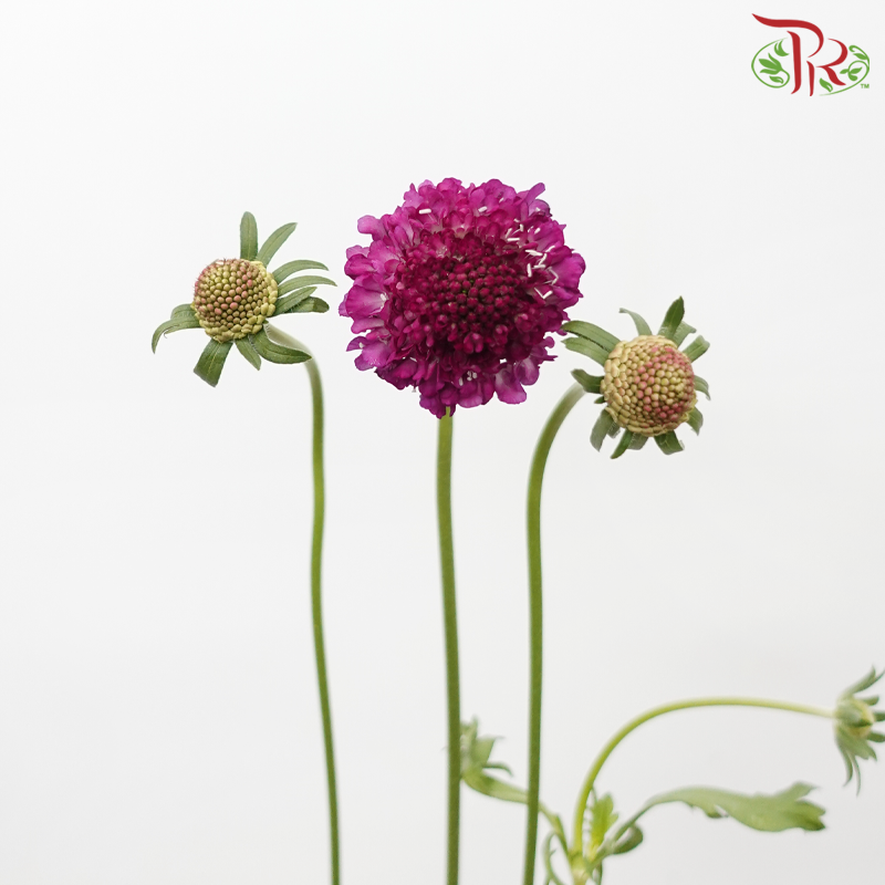 Scabiosa 《松虫草》