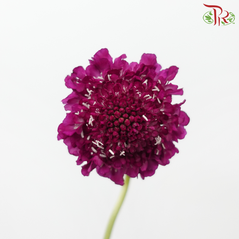 Scabiosa 《松虫草》