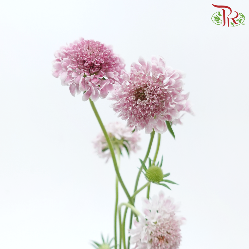 Scabiosa