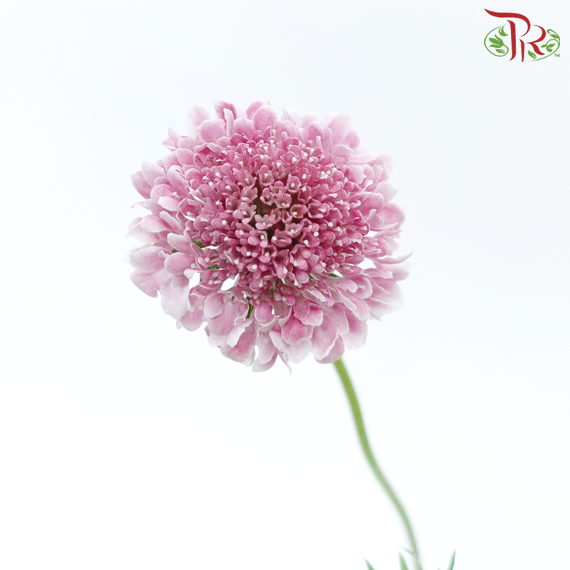 Scabiosa