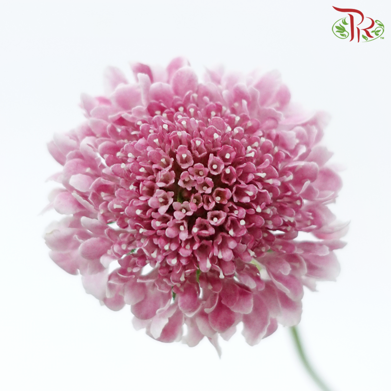 Scabiosa