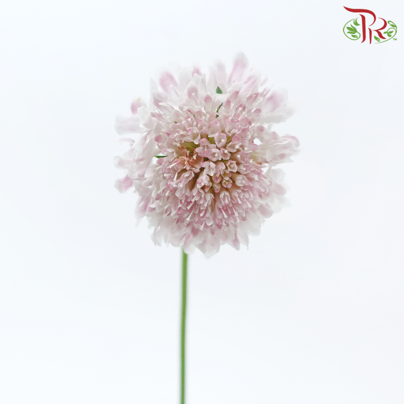 Scabiosa